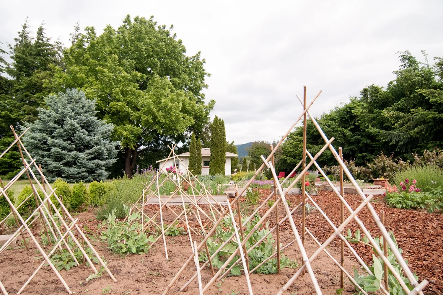garden.jpg