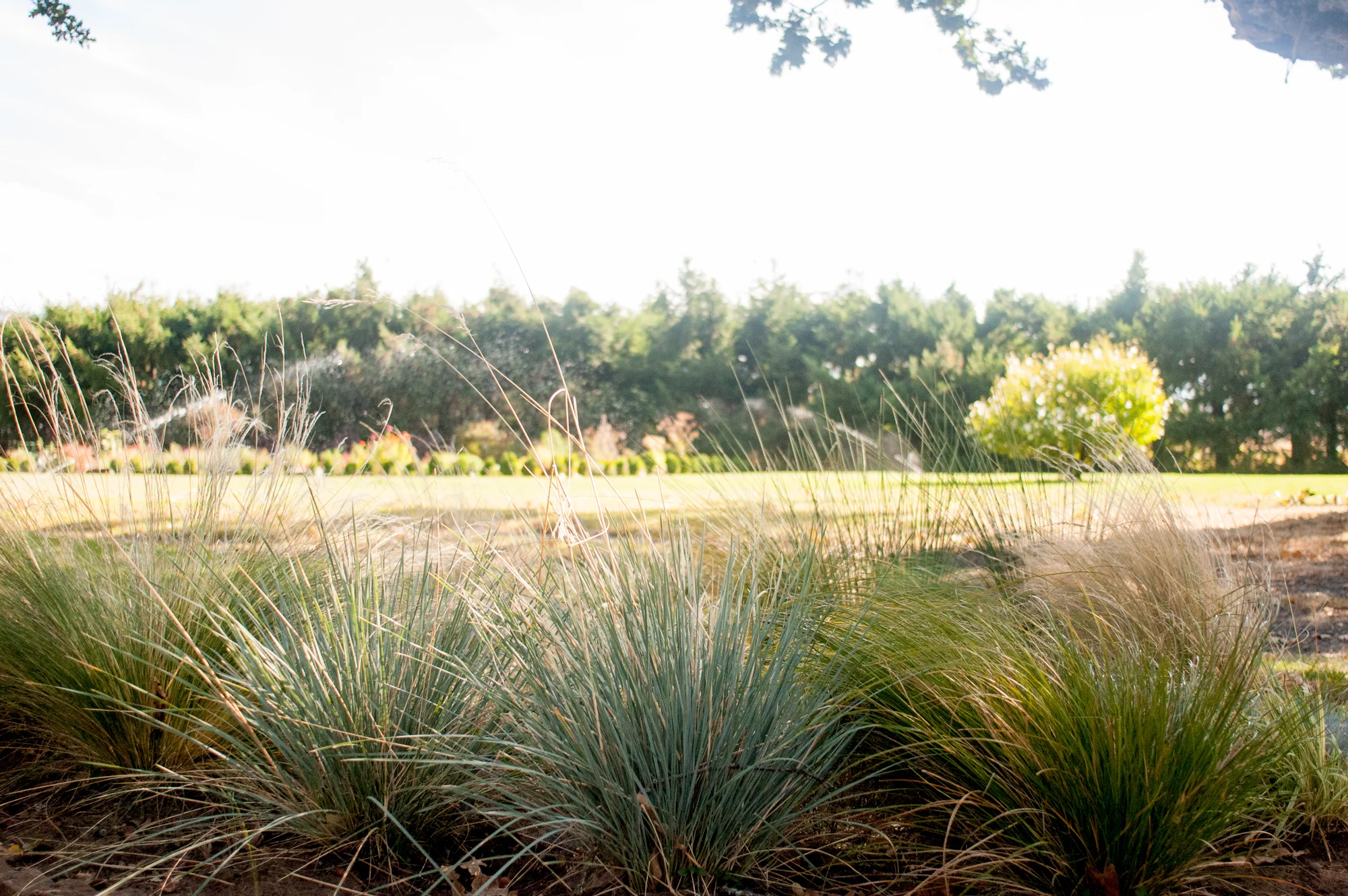 seven_oaks_grasses.jpg