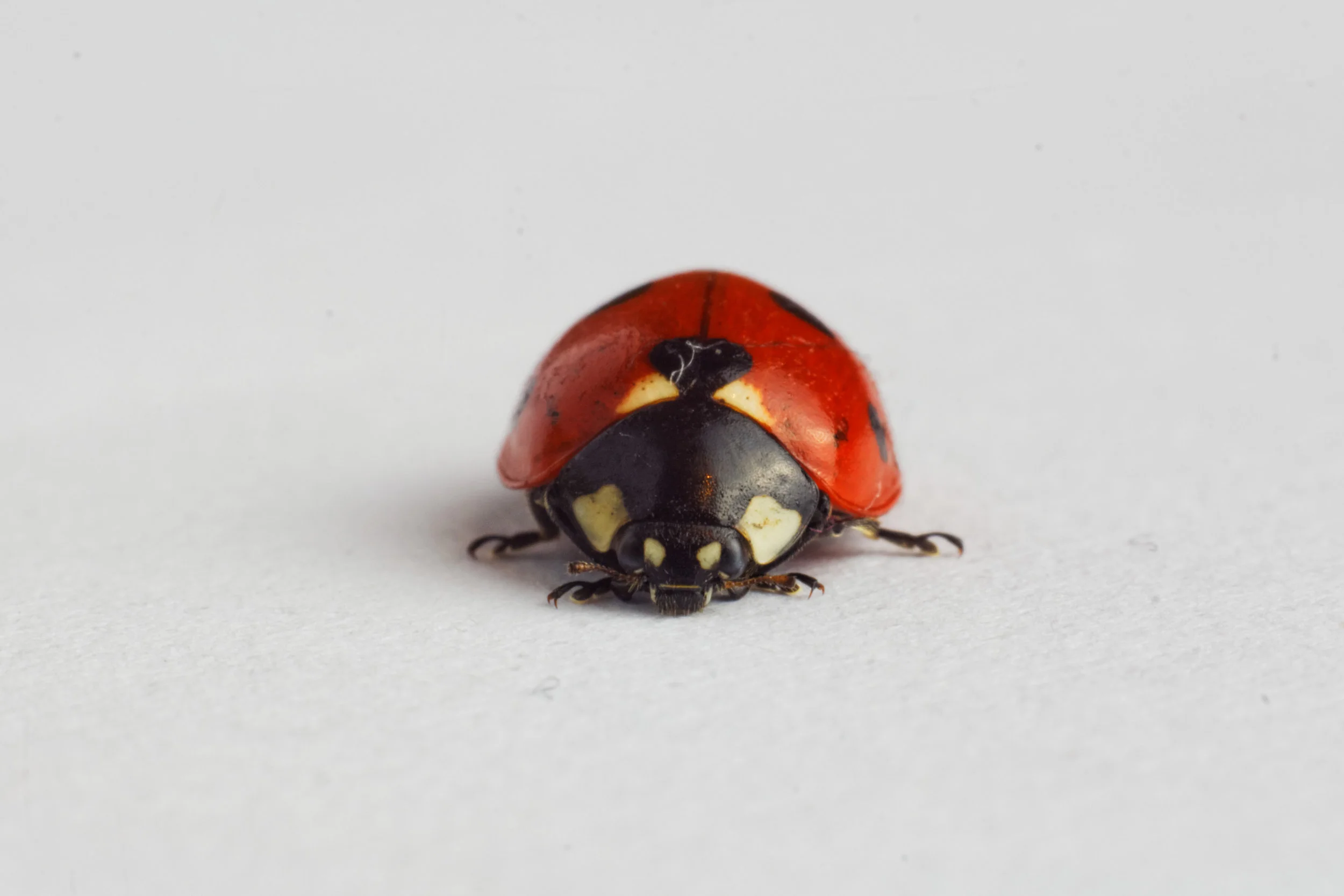 animals-dots-ladybird.jpg