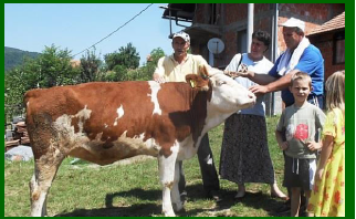 cow3.PNG