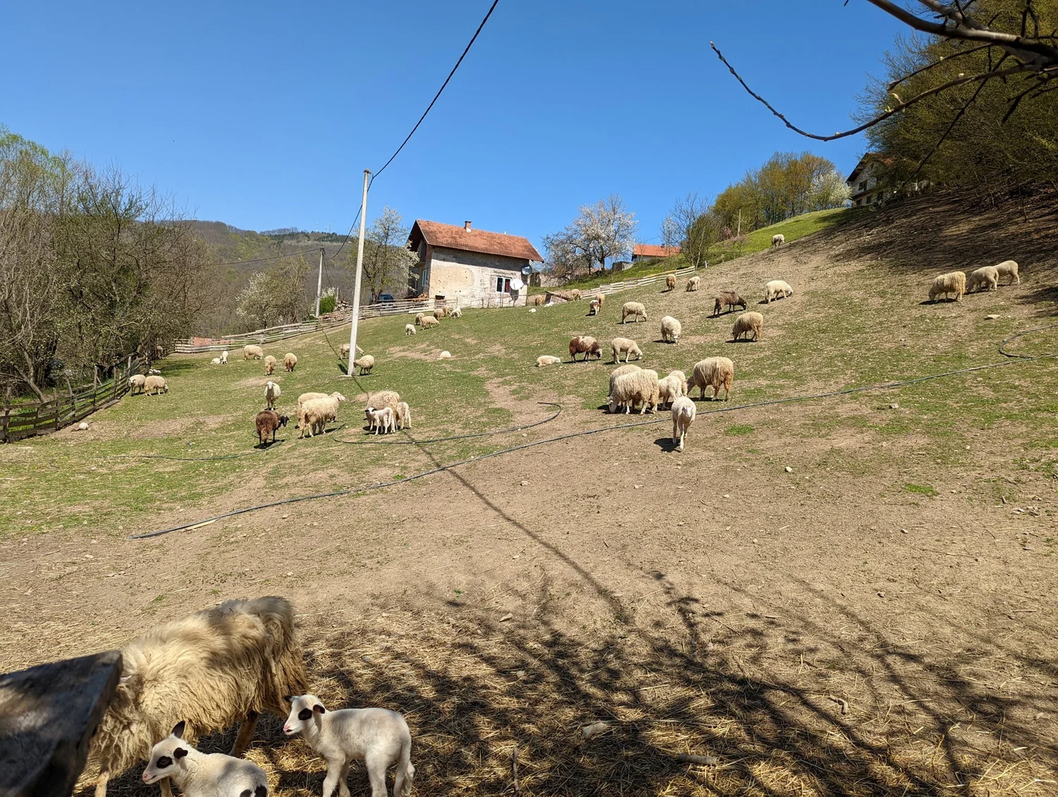 Sheep and lambs grazing on a hillside beside a farmhouse.
