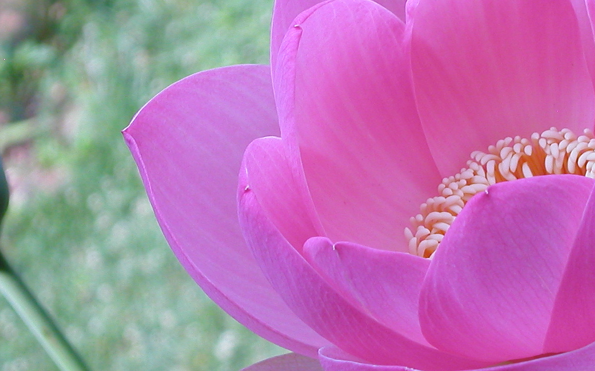Lotus - Version 2.png
