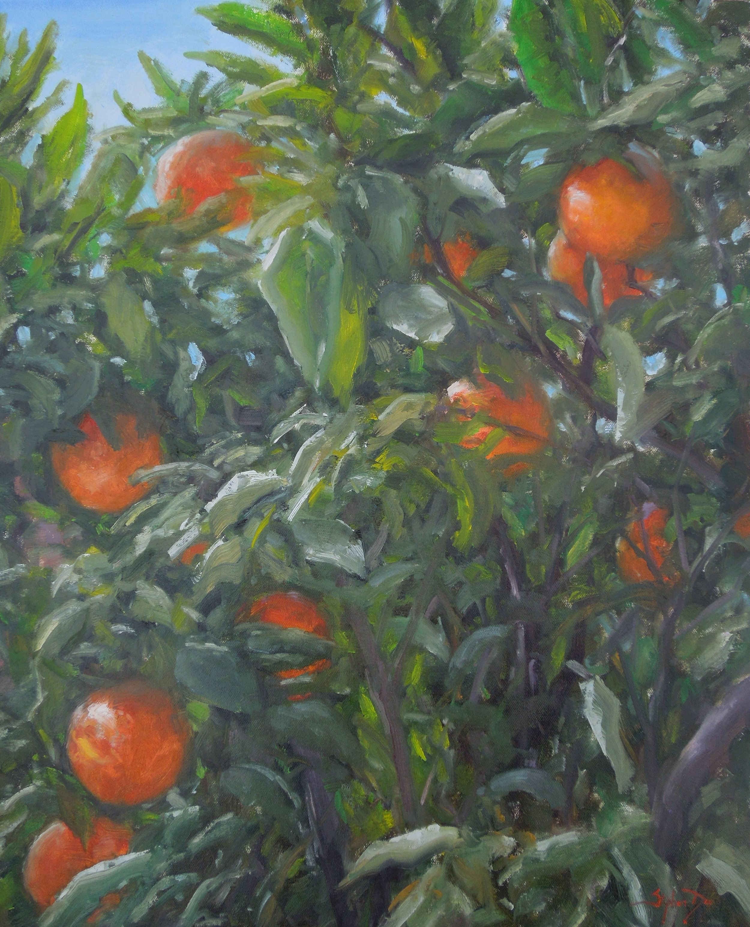 Arizona Oranges
