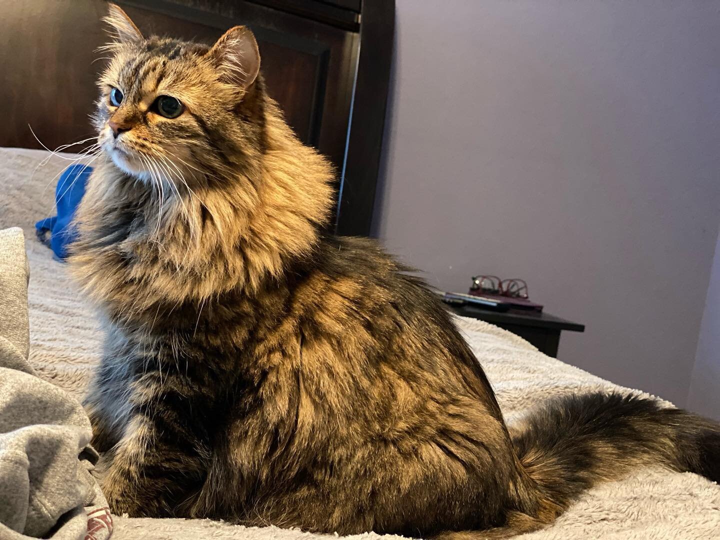 Nothing like growing out a shave for that full collared look. 

#😸 #monday #heygoodlookin #fluffycat #austincatsitters #dressedtoimpress #catsofinstagram #catsoftexas #catsofaustin #allthecats