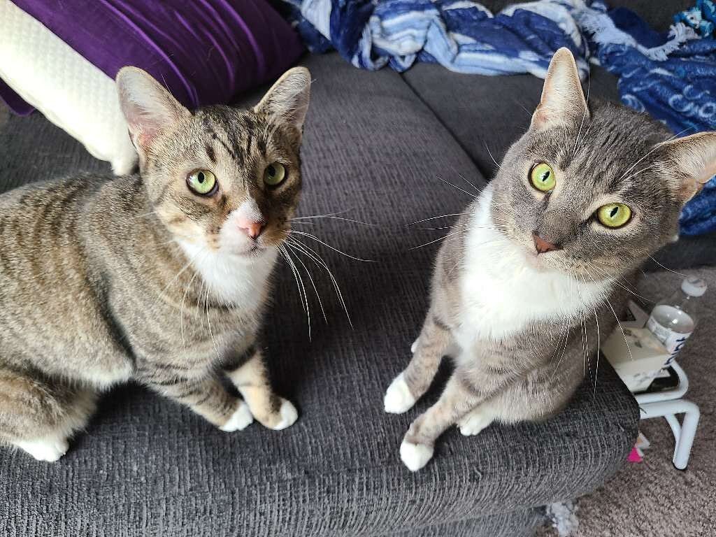 Two purrfect kitties. 

#austincatsitters #thursday #twocats #greeneyes #purrfect #cats #austincats #catsitter #petsitter #allthecats