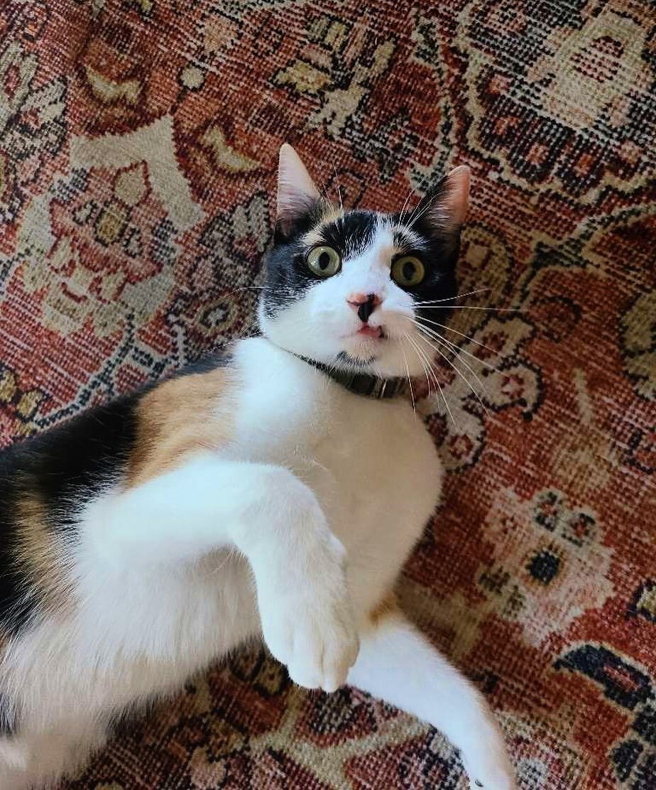 Nothing cuter than the lip caught on a tooth look. 

#austincatsitters #heh #sunday #calico #cutecat #atx #womenownedbusiness #smallbusiness #austintexas #supportlocalbusiness #catsofaustin #atxcats #allthecats