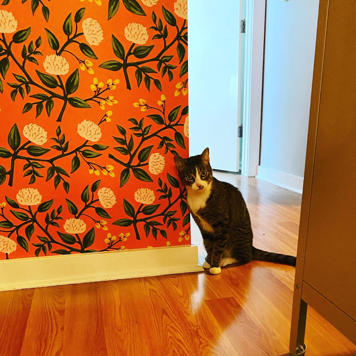 Looks like kitty approves the pretty wallpaper. 

#prettykitty #iapprove #austincatsitters #gobold #catdesigner #prettyandbright #thursday #tabbycat #catsofinstagram #catsofaustin #atx #allthecats