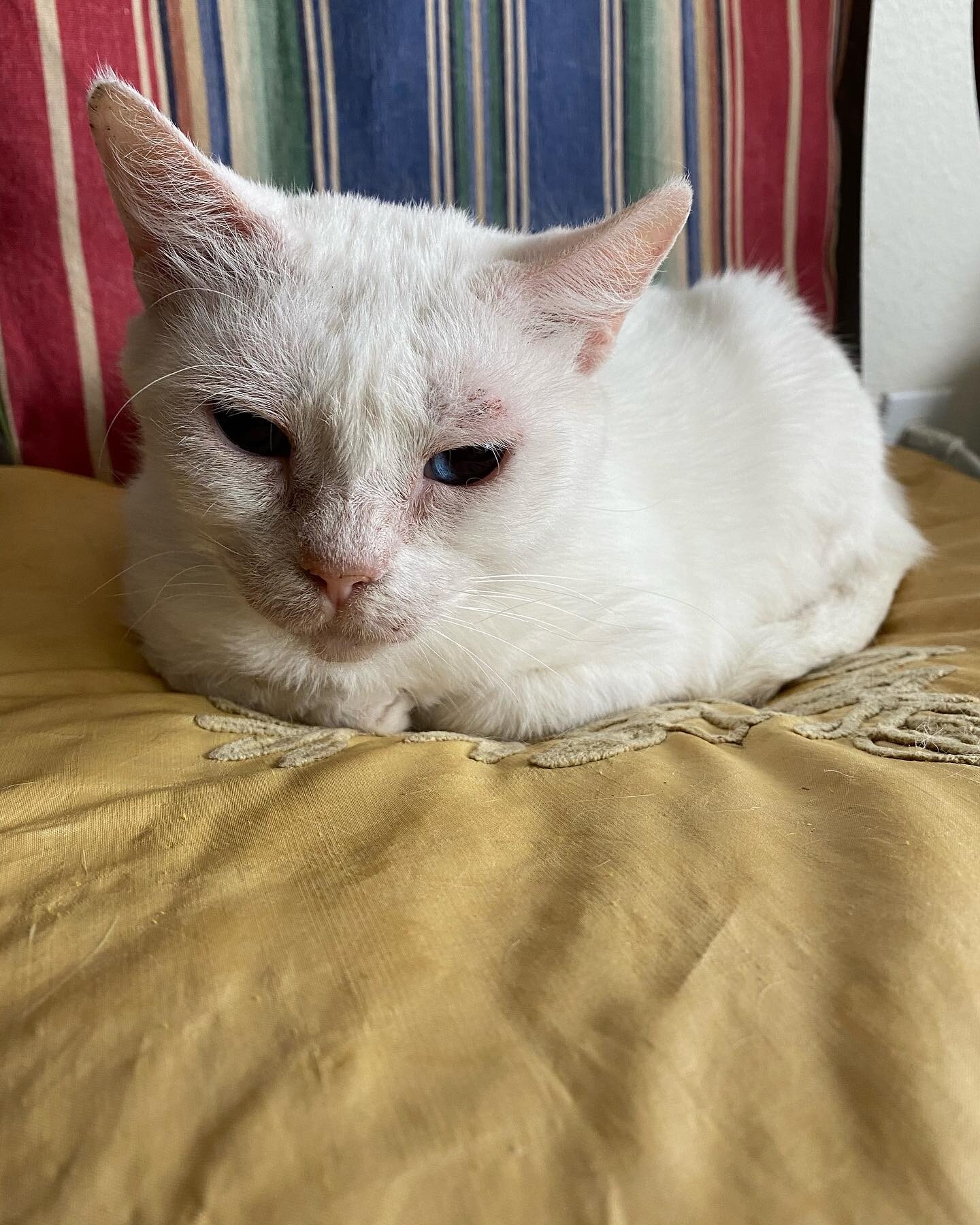 Happy Caturday! 

#seniorcat #austincatsitters #whitecat #atxcats #catloaf #saturday #allthecats #catsforlife #austintexas