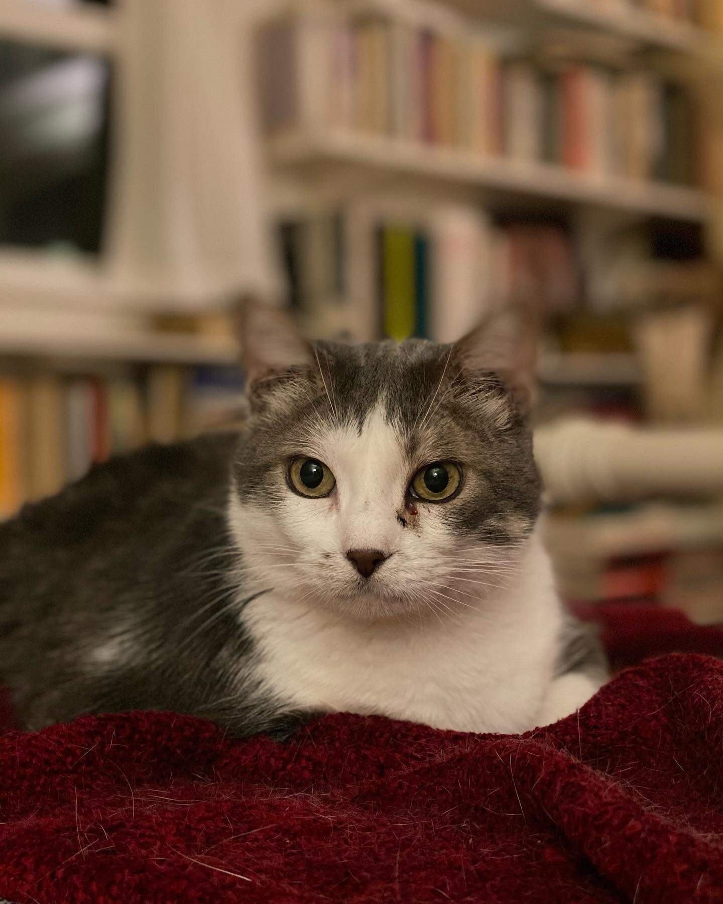 When you go to take a purrfect kitty pic and somehow the ear blurr off? 

#photofail #portraitmodefail #stillcute #austincatsitters #wednesday #tabbycat #prettykitty #catpic #atx #catsoftexas