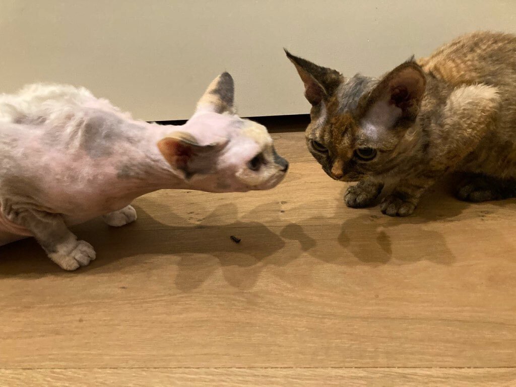 &ldquo;Psst hey, I hear it&rsquo;s cold outside so let&rsquo;s snuggle. &ldquo;

#babyitscoldoutside #letssnuggle #devonrex #catsofinstagram #catsofaustin #atxcatsitter #austincatsitters #kittens #allthecats #twocats #thursday