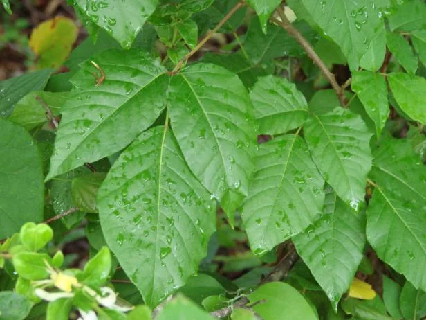 Natural Poison Ivy & Weed Killer