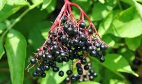 Elderberry- The Hero of Cold and Flue Season