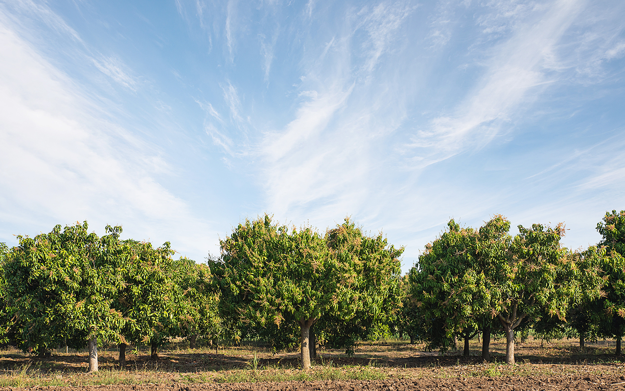 MANGO_TREES.jpg