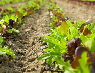 organic_farm1.jpg