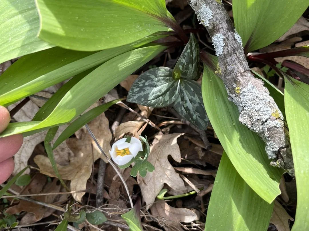 Spring Foraging - Ephemeral &amp; Food