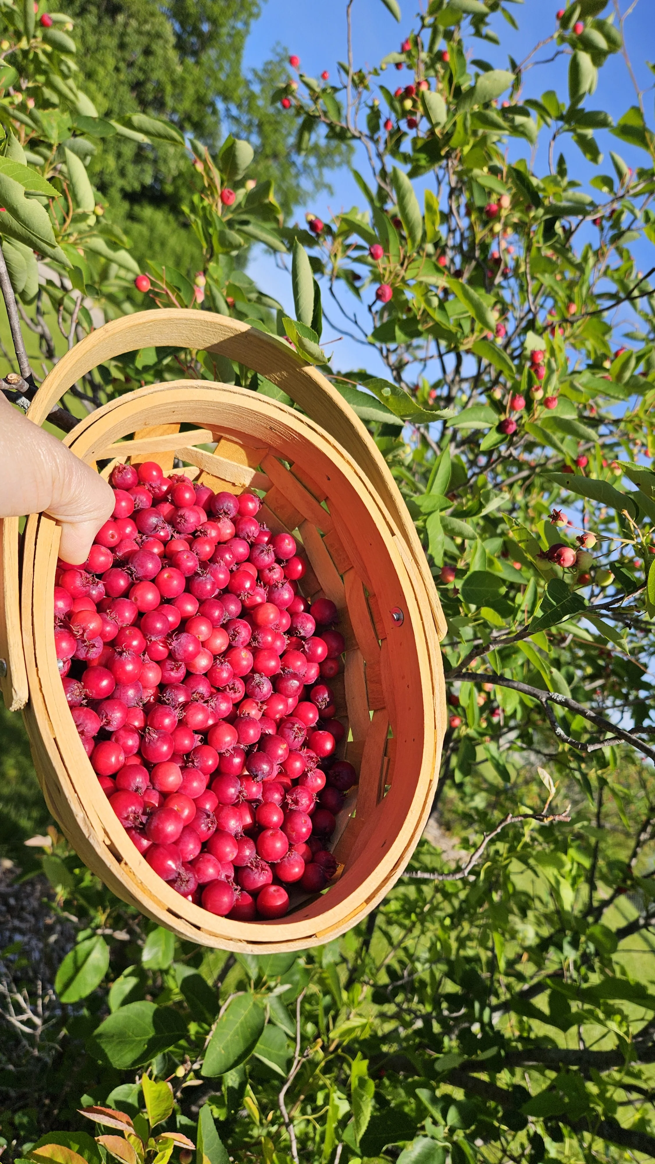 Tentative Juneberry Foraging 