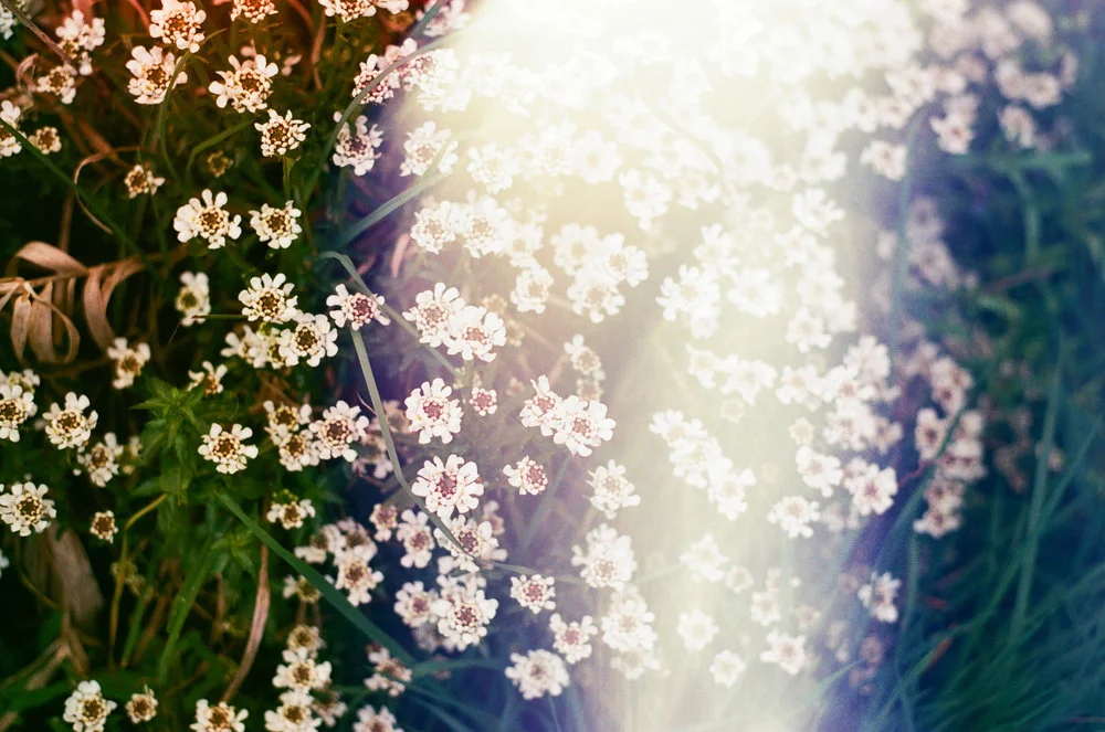 Stephanie-Severance-French-Flowers-2016.jpg