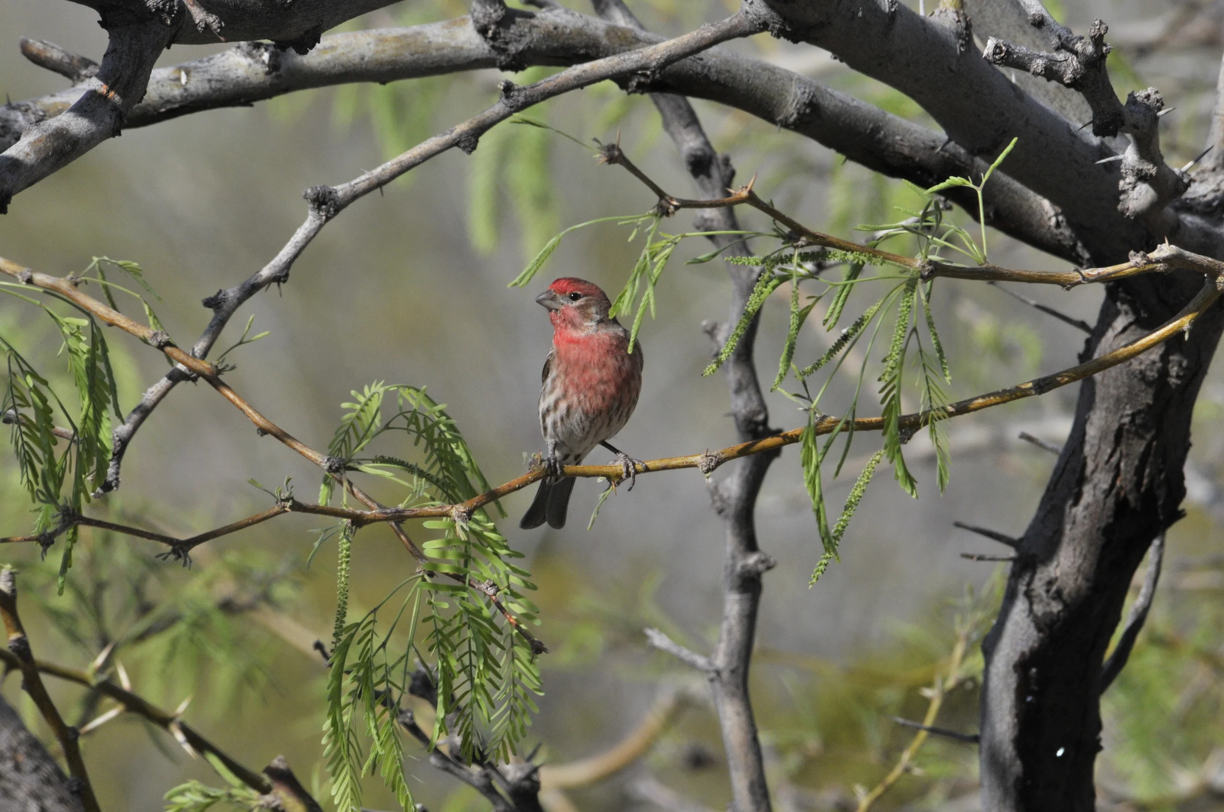 house finch.JPG