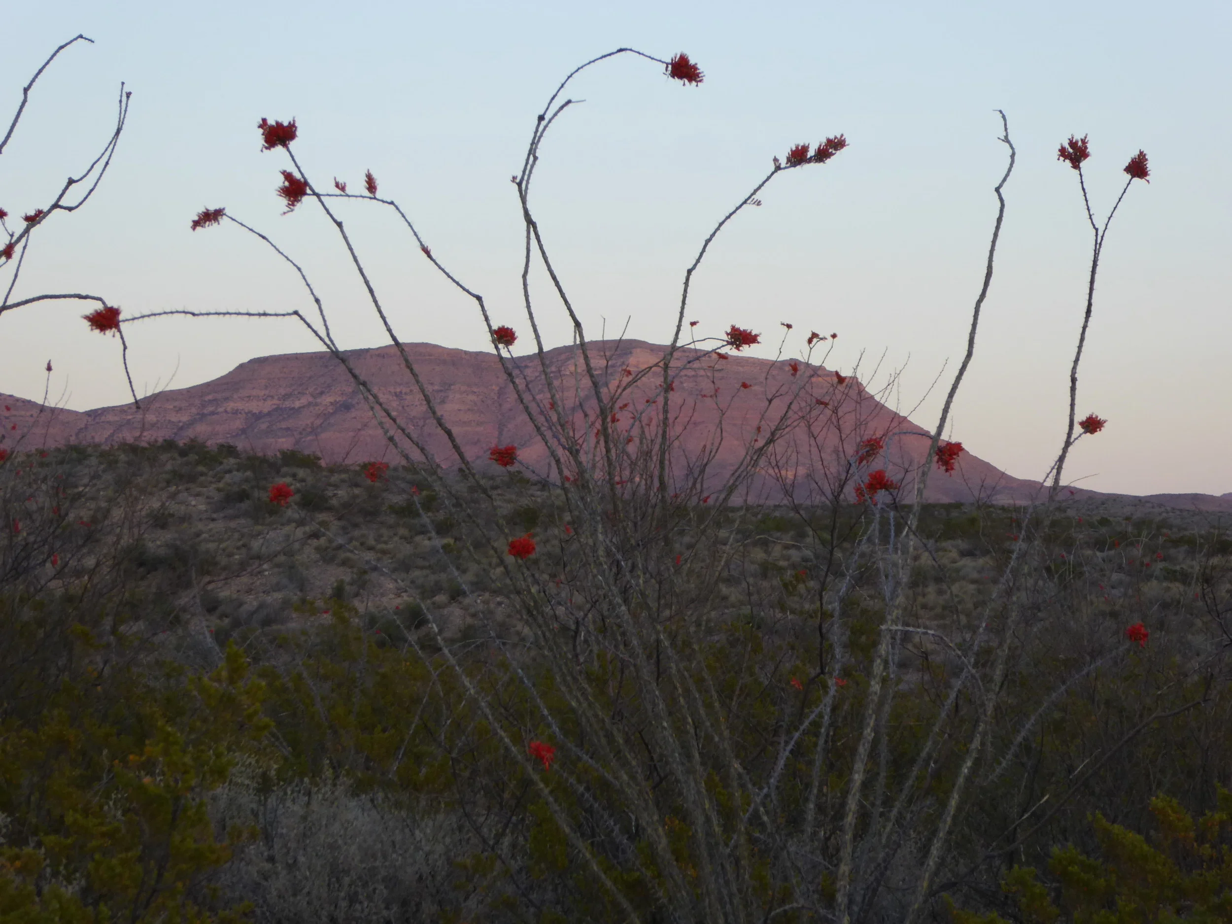 mountain with ocotillos.JPG