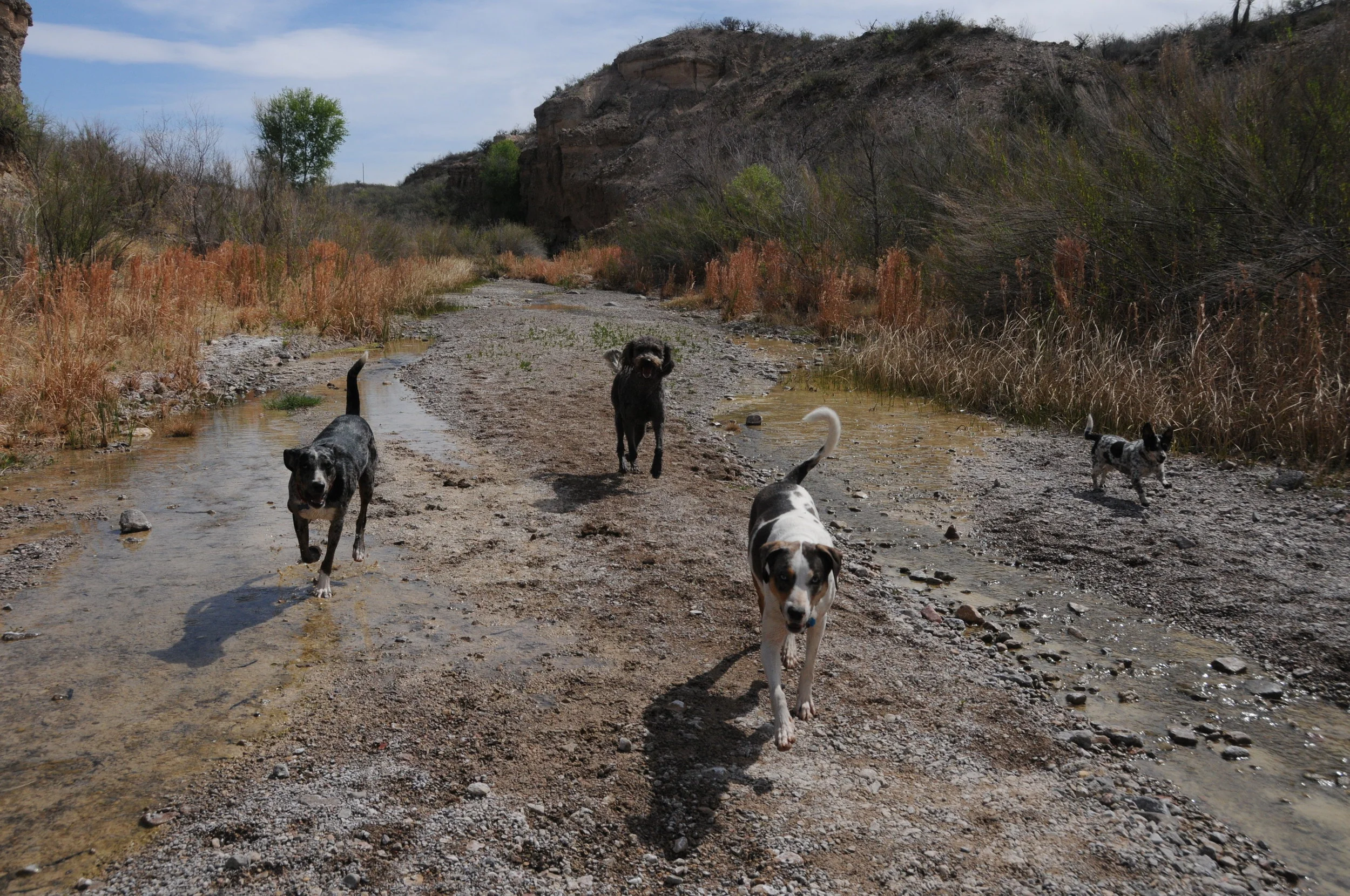 Arroyo happy dogs 4.JPG