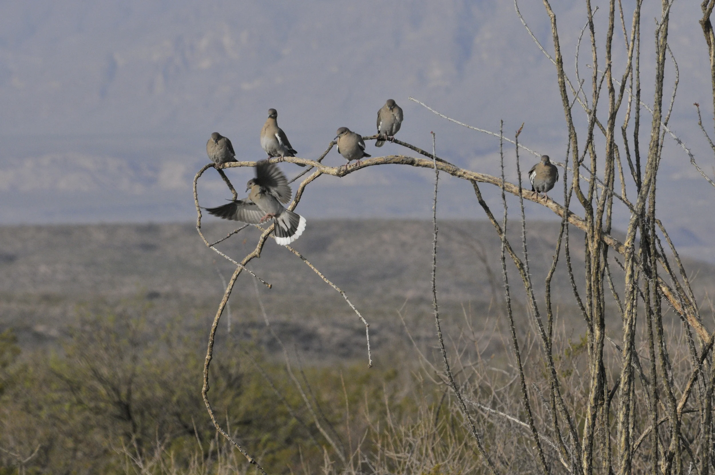 Doves in arroyo.JPG