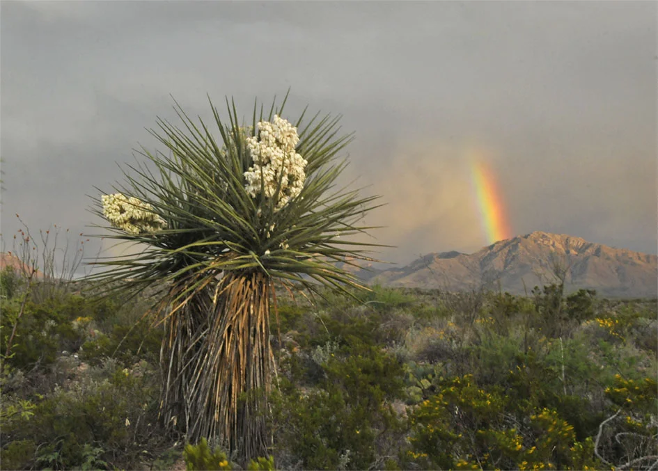 yucca.JPG