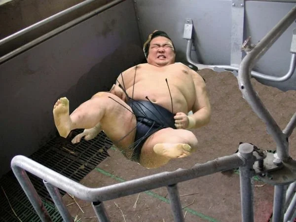 Die satirische Fotomontage aus Das Letzte Wiki zeigt einen Sumōkämpfer in einem Metallgehege.