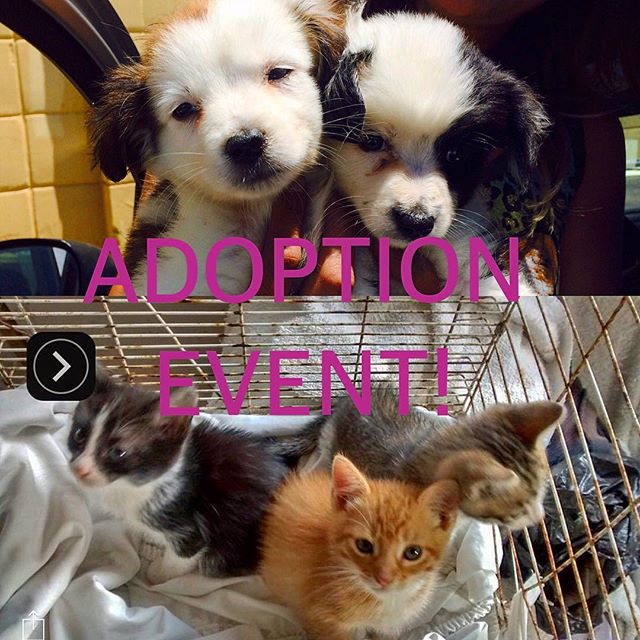 ADOPTION EVENT! Come join us tomorrow  at Earthwise Pet Supply 1051 Market Street. There will be Dogs and Cats up for adoption or foster. Take how one of these furry friends starting at 10:30am...See Ya There! #tragictomagic #tragictomagicfoundation 