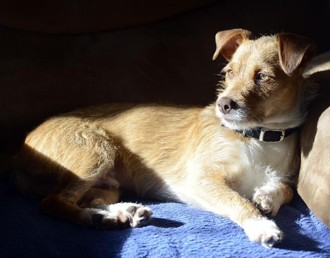 Joaquin, a terrier mix thought to be about a year old, basks in the sun at his foster mom, Tanya Eckroat's Loveland home on Monday. Joaquin was homeless in Mexico so Dana Dallabetta, who grew up in Loveland and now lives in Mexico, brought him home with her for Christmas so he could find a forever home. ( Jenny Sparks / Loveland Reporter-Herald )
