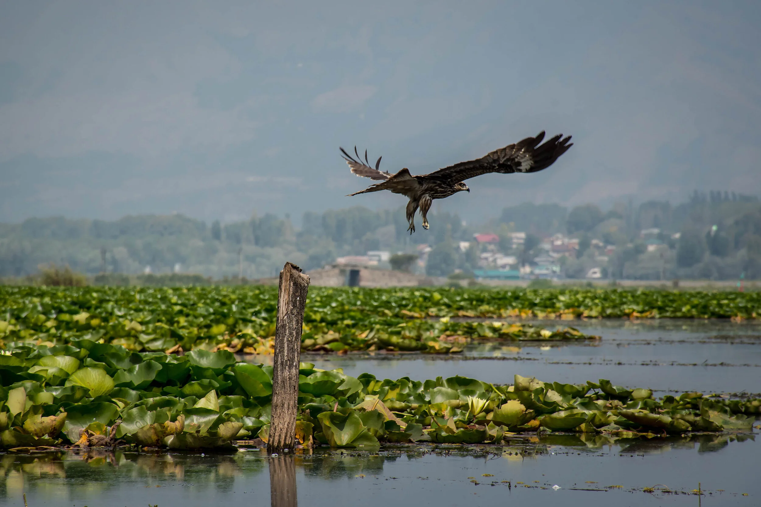 IndiaTrip2018-Cudby-026.jpg