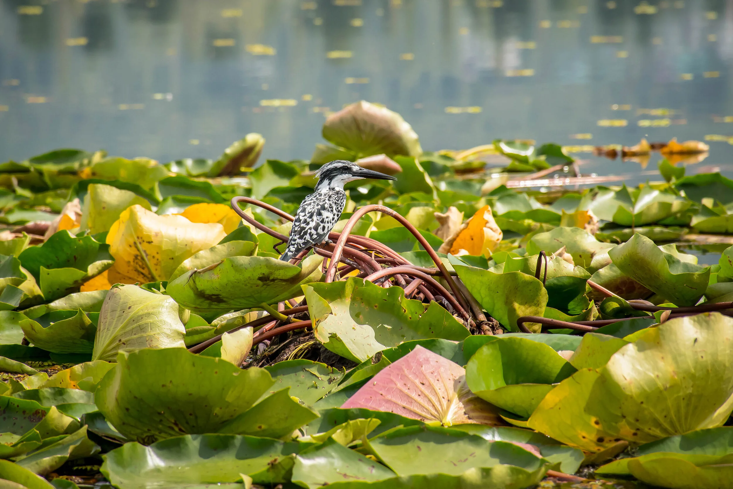 IndiaTrip2018-Cudby-027.jpg