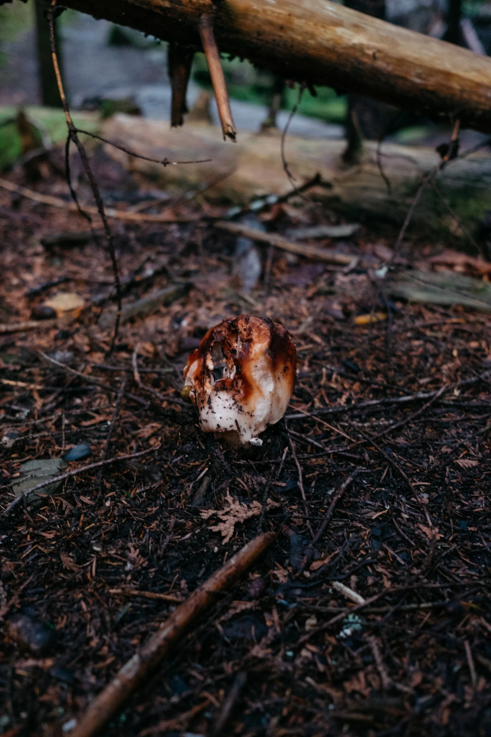DSCF8811.jpg
