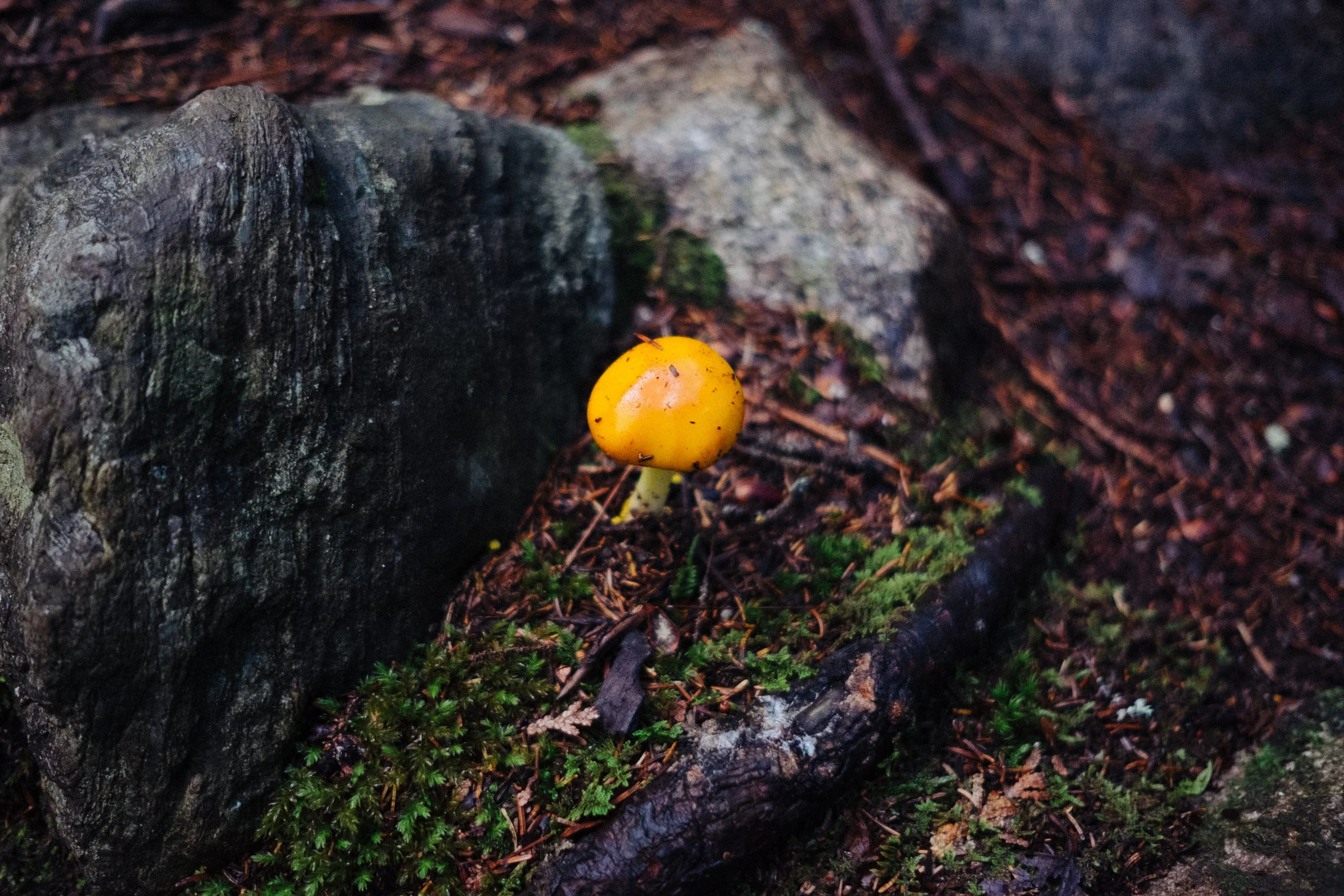 DSCF8812.jpg