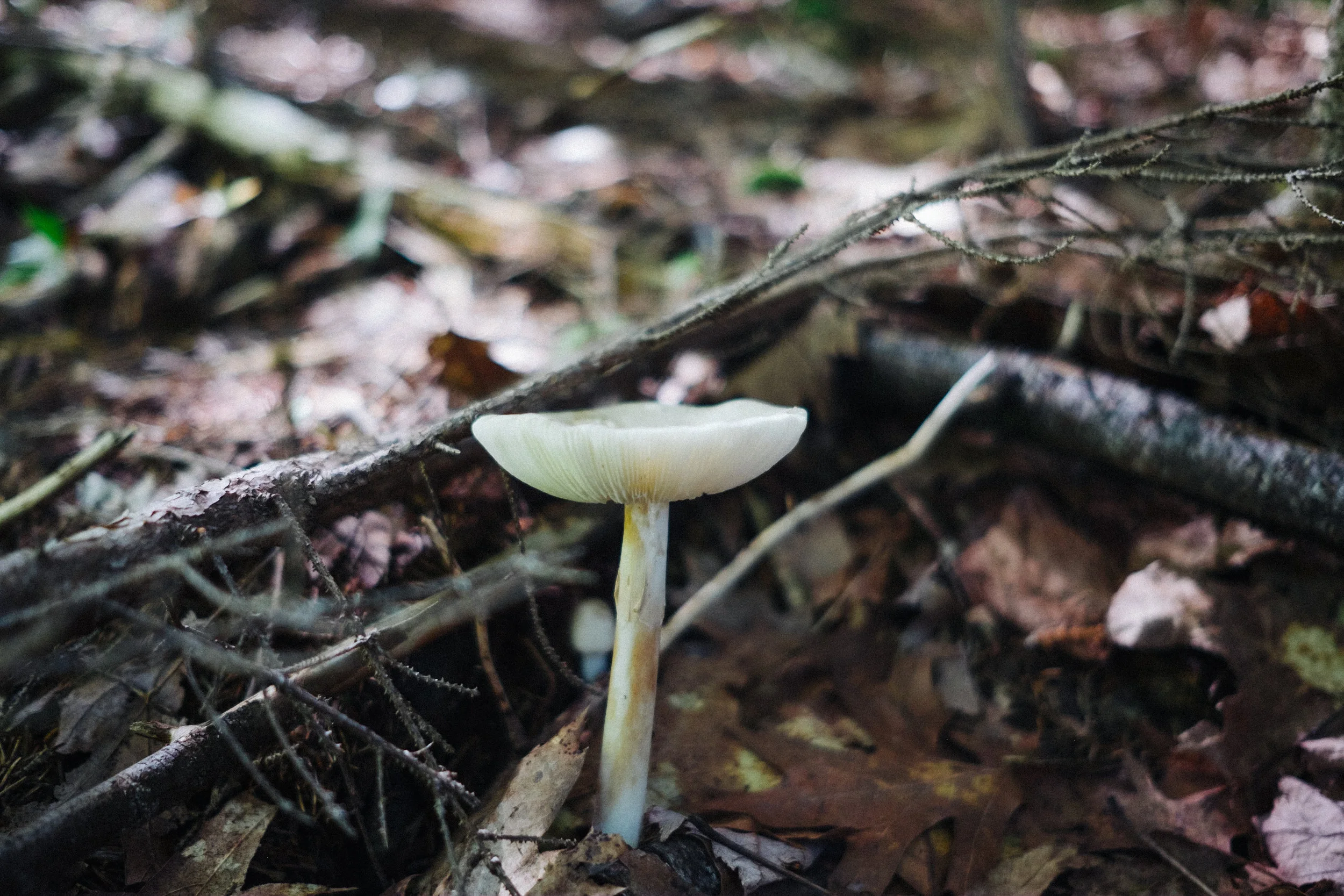 DSCF9275.jpg