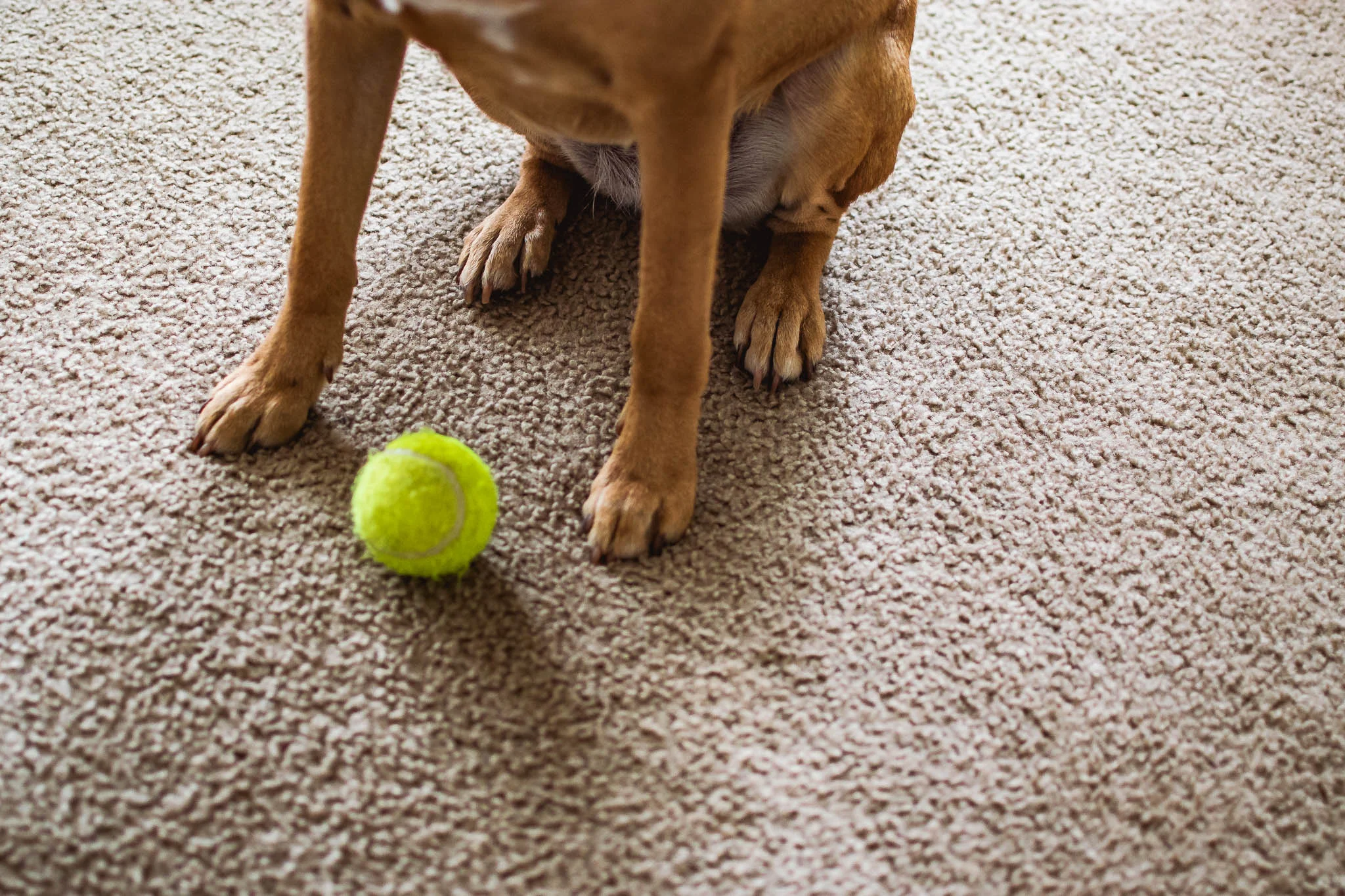 Reading this and don't have kids? It's just as important to document pets too. This dog would take her tennis ball every where. She's a pup obsessed.