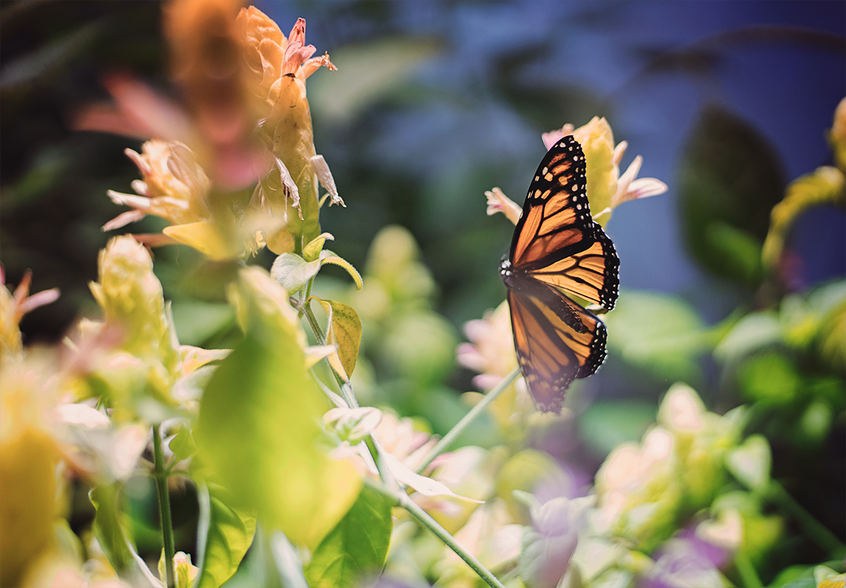 My oldest's favorite part of the trip was the butterfly house. He was mad none landed on him, but begged me to take about 1000 pictures of every single one he saw. 