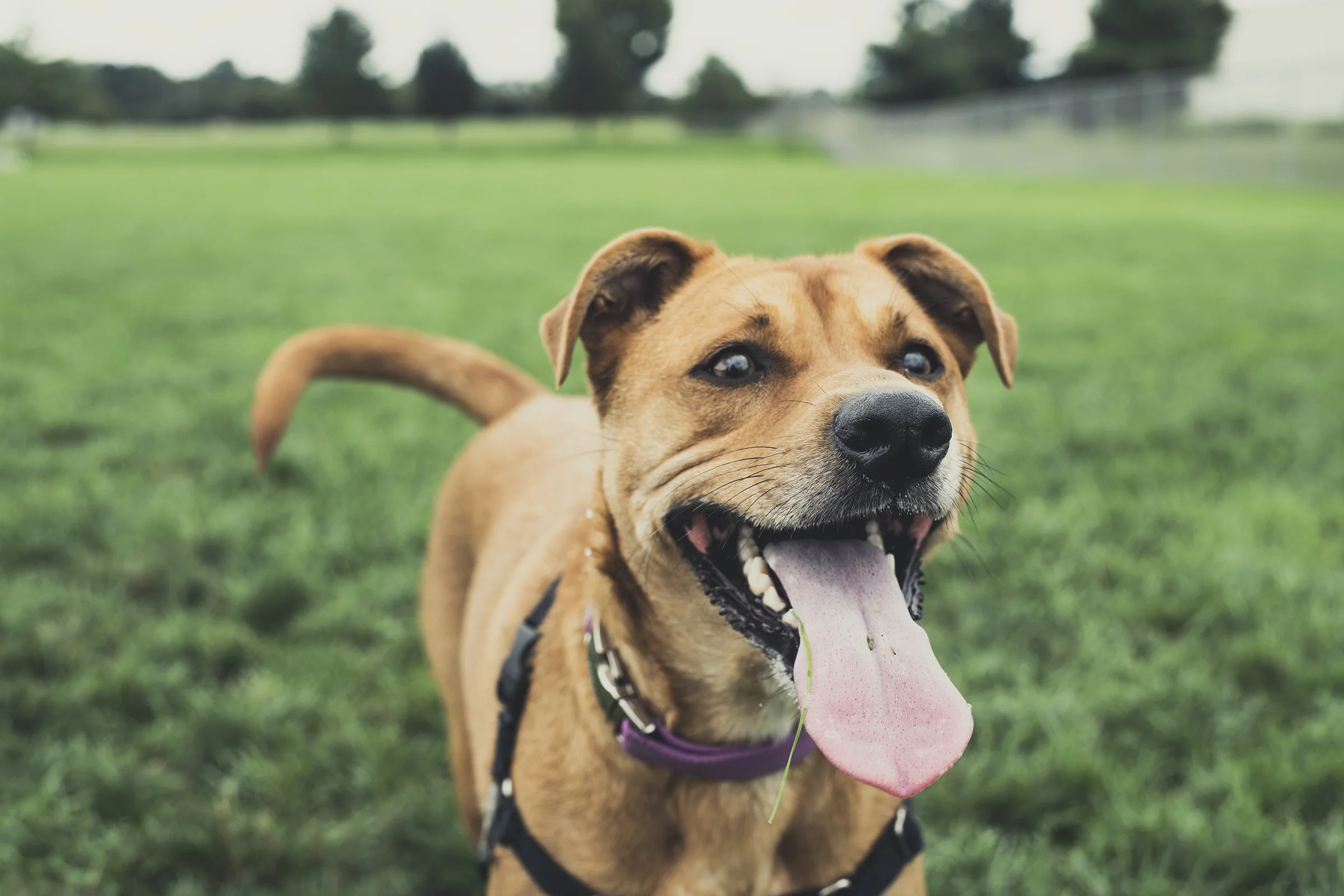 Now, that is one happy puppy.