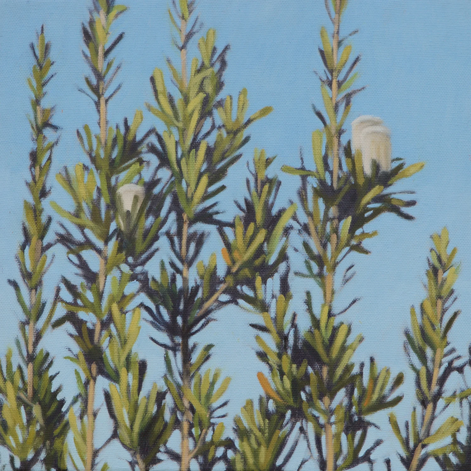 Banksia_1.jpg