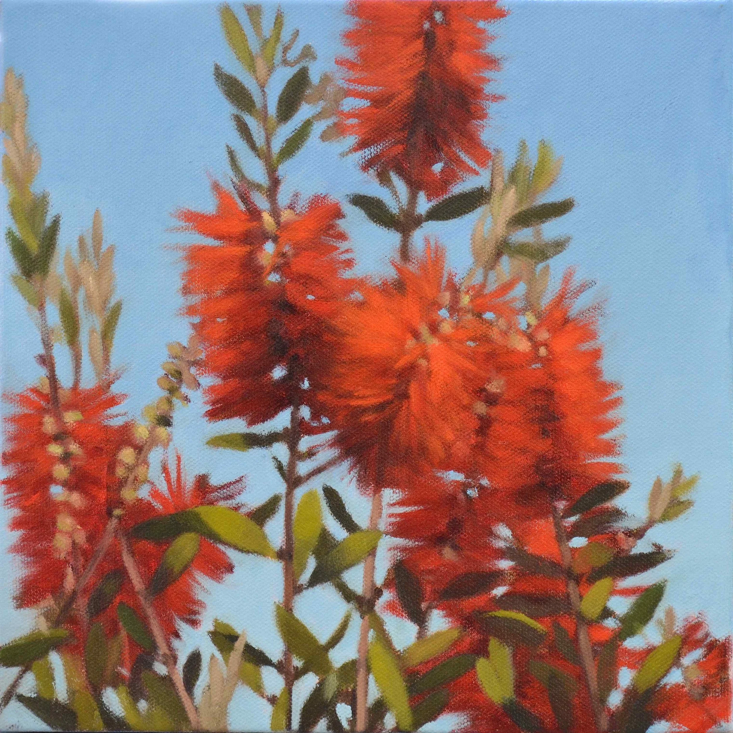 Callistemon Sunshine.jpg