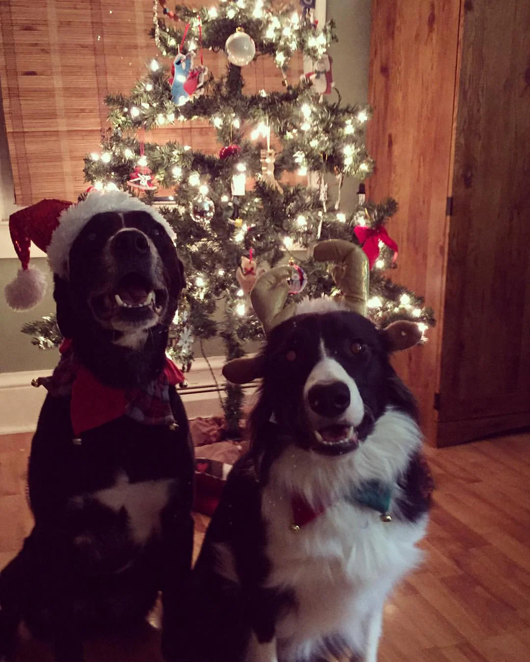 All they want for Christmas