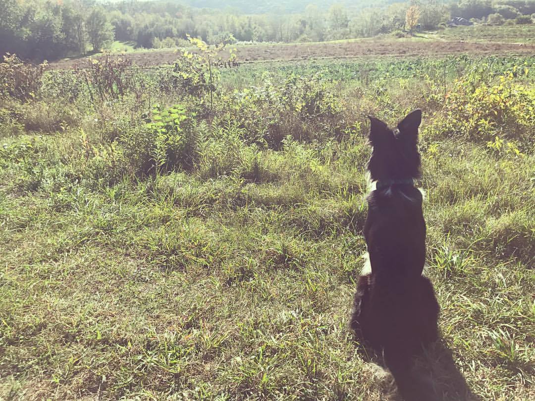 We need to talk about rehoming.