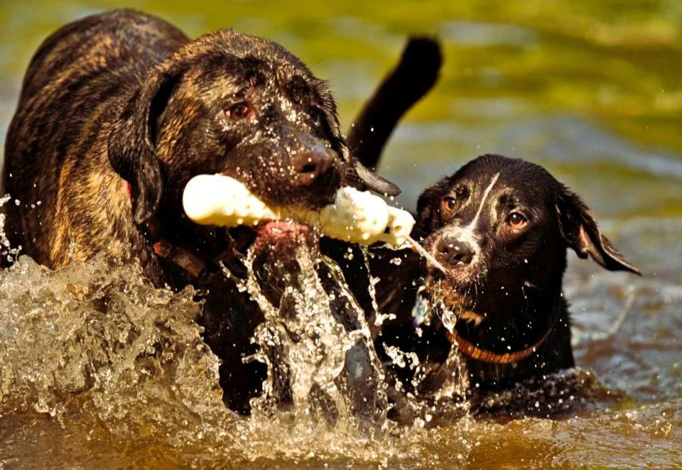 Guilt and Dogs