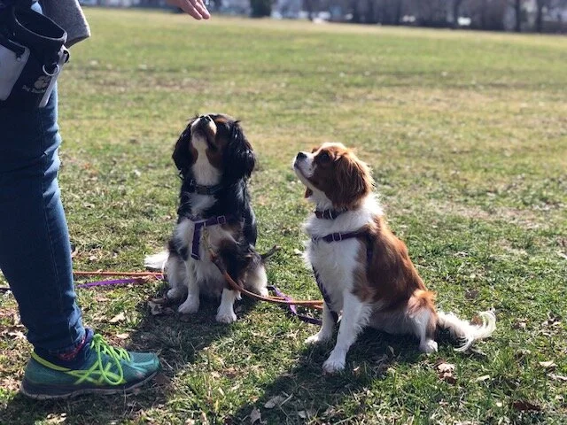 A Letter to Fellow Dog Trainers During COVID-19: We are NOT essential, please distance yourselves from clients.