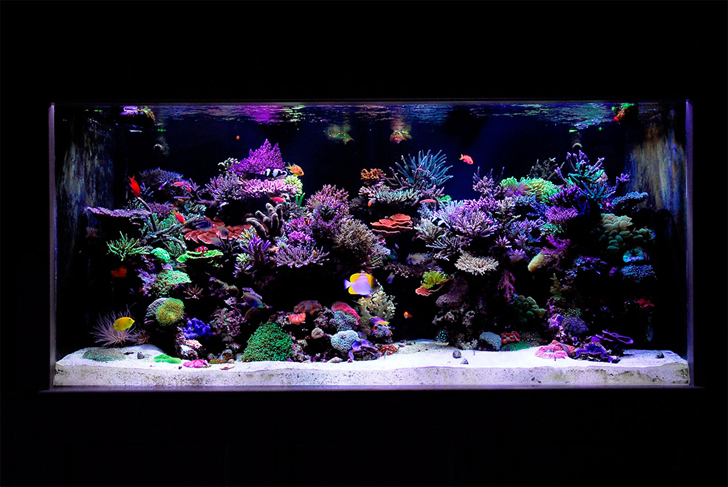 Our 580 Gallon display aquarium