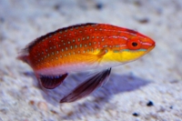  Cirrhilabrus africanus