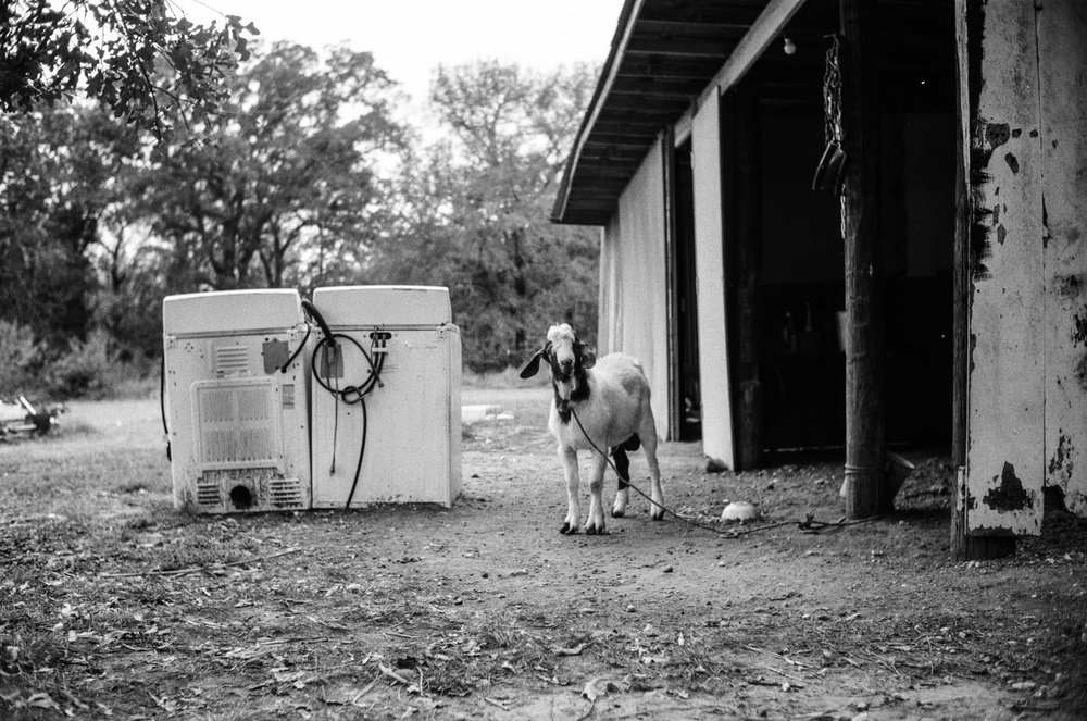 washing_machine_goat.jpg