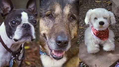 Dogs Meet Georgie Interactive Puppy