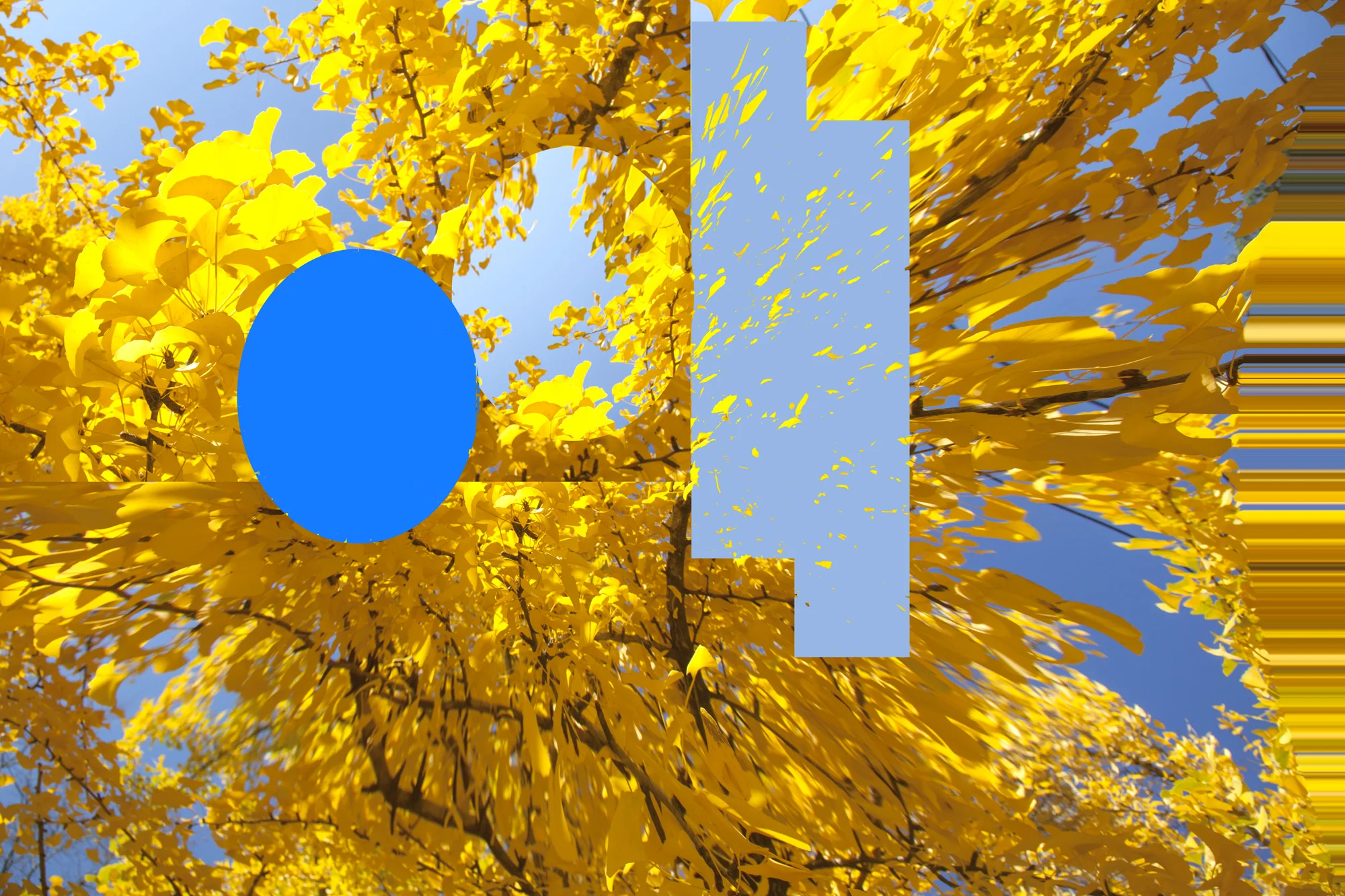 Geometry of Ginkgos, 2015
