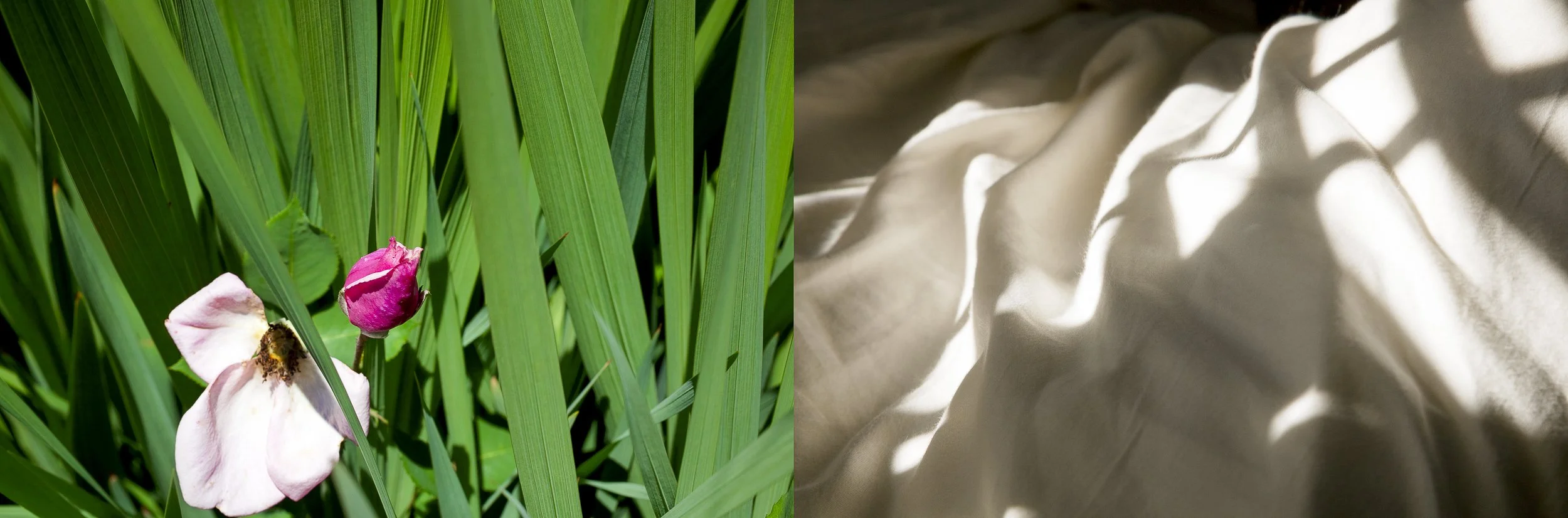 Spring/Dream