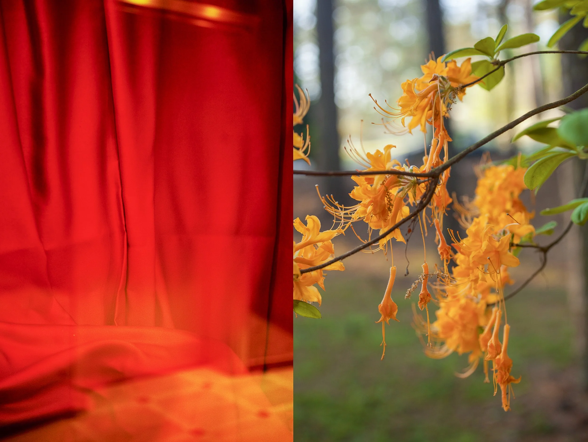 Red/Azalea